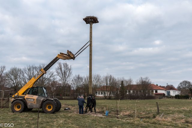 2018 Storchennest(auf)bau in Ausbuettel und Ribbesbuettel 033